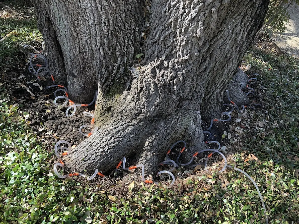 Detailed Tree Cabling and Bracing job site in Clifton Heights